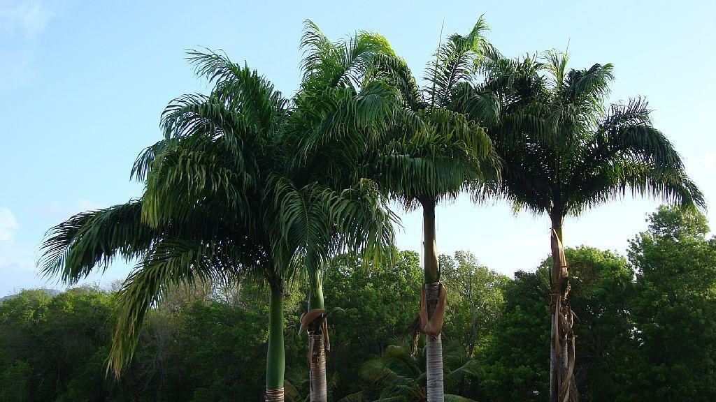 Palm'Studio Anse De Caritan Sainte-Anne Eksteriør bilde